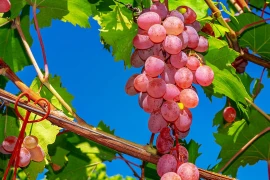 Nghiên cứu mới cho thấy ăn nho có thể tăng tuổi thọ?