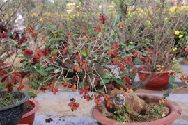 “Đã mắt” ngắm bonsai dâu tằm sum suê trái vài chục triệu