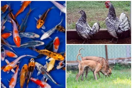 Thú cưng “quý tộc” nhà giàu Việt: Giá trên trời... khó nuôi 