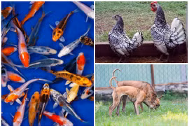 Thú cưng “quý tộc” nhà giàu Việt: Giá trên trời... khó nuôi 