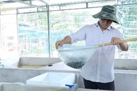 Nuôi lươn dày đặc trong nhà, nông dân Vũng Tàu thu tiền tỷ