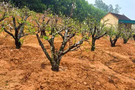 Những công việc “hái ra tiền” sau Tết