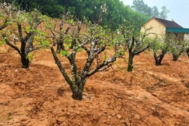 Những công việc “hái ra tiền” sau Tết