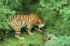 Trăn chết thảm dưới nanh vuốt gia đình “chúa sơn lâm” 