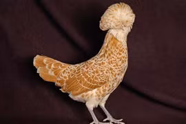 Bí ẩn loài gà đầu “nở hoa” giá tiền triệu, dân chơi ôm về ngắm