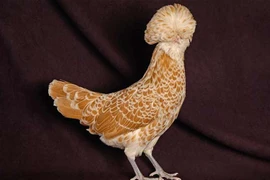 Bí ẩn loài gà đầu “nở hoa” giá tiền triệu, dân chơi ôm về ngắm