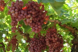 Quy trình trồng nho Australia, quảng bá xuất khẩu vào Việt Nam