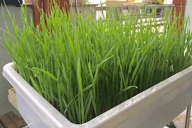 Siêu độc ở Hà thành: Trồng lúa xó nhà ép "sữa" uống hàng ngày 