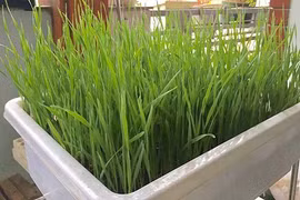 Siêu độc ở Hà thành: Trồng lúa xó nhà ép "sữa" uống hàng ngày 