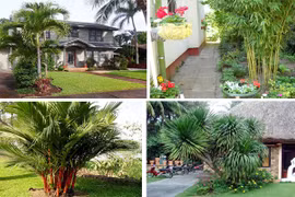 5 loại cây trồng trước nhà giúp gia chủ may mắn, phát tài