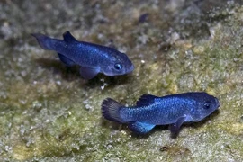 Loài cá bí ẩn chi phí bảo tồn lên tới hơn 90 tỷ đồng