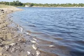 Cá chết hàng loạt ở hồ đập nghi do ô nhiễm nước xả thải từ trang trại lợn