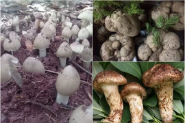 Đại gia Việt không tiếc tiền chi mua loại nấm đắt đỏ hàng chục triệu/kg 