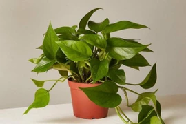 5 loại cây mệnh danh “không bao giờ chết”, đặt đâu may mắn đó