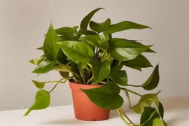 5 loại cây mệnh danh “không bao giờ chết”, đặt đâu may mắn đó