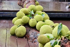 Cây mít quả “chạy” từ gốc đến ngọn gây sốt ở Tuyên Quang