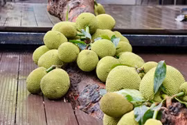 Cây mít quả “chạy” từ gốc đến ngọn gây sốt ở Tuyên Quang