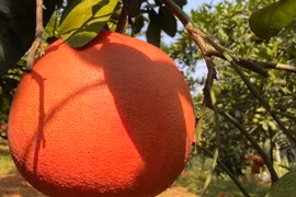 Bưởi đỏ tiến vua nửa triệu đồng/cặp “cháy hàng” dịp Tết 2025