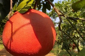 Bưởi đỏ tiến vua nửa triệu đồng/cặp “cháy hàng” dịp Tết 2025