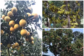 Sững sờ loạt cây “vỡ kế hoạch” siêu độc của nông dân Việt 