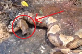 Những động có thể sống sau khi bị chặt đầu, con người mức thấp nhất