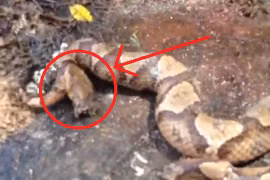 Những động có thể sống sau khi bị chặt đầu, con người mức thấp nhất