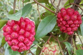 Na rừng có màu sắc lạ, không ăn chỉ để ngâm rượu giá "ngất ngưởng"