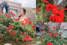 Vườn hồng rực rỡ trong biệt thự triệu triệu đô của Vy Oanh