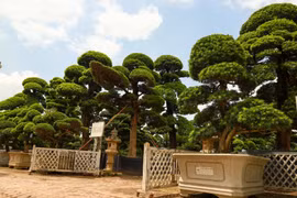 Vườn tùng la hán lớn nhất Việt Nam giữa trung tâm Hà Nội