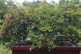 Bộ sưu tập bonsai sơ ri cổ thụ cực hiếm của đại gia đá quý