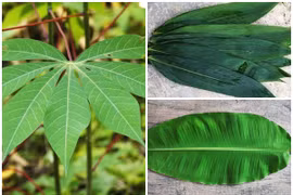 3 loại lá bỏ đi không ai lấy thành hàng xuất khẩu triệu đô 