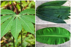 3 loại lá bỏ đi không ai lấy thành hàng xuất khẩu triệu đô 