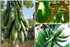 3 loại quả khổng lồ “hái ra tiền” ở Việt Nam