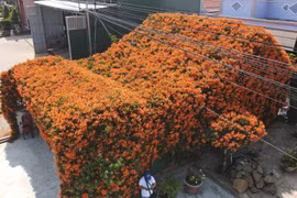Cận cảnh “ngôi nhà cổ tích” phủ kín hoa đang gây sốt 