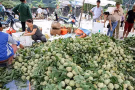 Ghé thăm chợ na lớn nhất miền Bắc ở Lạng Sơn