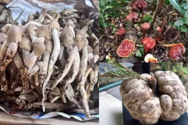 3 loại nấm đắt đỏ luôn “cháy hàng” tại Việt Nam