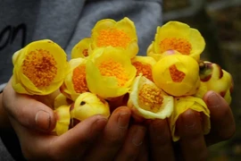 Cây mọc dại thành “nữ hoàng” trà, giá 20 triệu đồng/kg