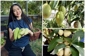 Mê tít khu vườn trên cao “siêu trái” của Diệp Bảo Ngọc 