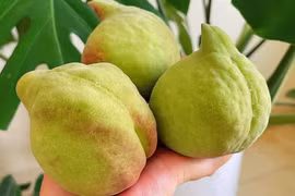 Đào Trung Quốc ngập chợ, phân biệt đào Việt Nam bằng cách nào?