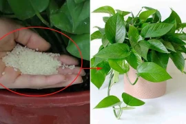 Rắc một nắm gạo vào chậu cây, lập tức nhú hàng loạt mầm xanh 