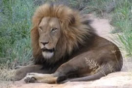 Tại sao con người thường ăn thịt động vật ăn cỏ mà ít ăn thịt động vật ăn thịt? 