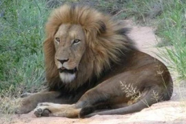 Tại sao con người thường ăn thịt động vật ăn cỏ mà ít ăn thịt động vật ăn thịt? 