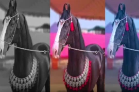 Con ngựa được trả 30 tỷ đồng, chủ vẫn quyết từ chối bán