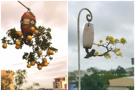 Đã mắt ngắm dàn bonsai mọc ngược có 1-0-2 tại Việt Nam