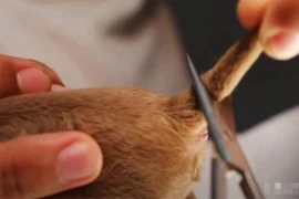 Tại sao chó phải cắt đuôi ngay sau khi chúng được sinh ra? 