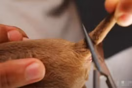 Tại sao chó phải cắt đuôi ngay sau khi chúng được sinh ra? 