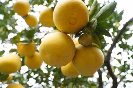 Ngắm vườn bưởi Diễn tiền tỷ vàng rực chờ bán Tết Giáp Thìn 2024