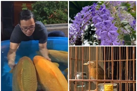 Cuộc sống hiện tại của “vua cá Koi” sau 2 năm ly hôn