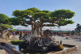 Sanh cổ thụ được trả 250 cây vàng, chủ ngó lơ không chịu bán