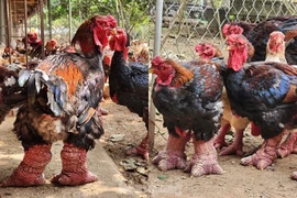 Tận mục giống gà đắt nhất Việt Nam: đi tất, nằm đèn hồng ngoại